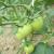 The tomatoes are growing!  We should have them by the end of June.