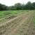 In this field you can see the Zinnias, Celery, Broccoli Raab, Lettuce and Scallions growing nicely.  