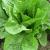 A close-up shot of our beautiful lettuce.