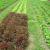 This year we are growing several varieties of lettuce including red and green salad bowl, romaine, head lettuce, buttercrunch, oakleaf, arugula and mesclun mix.