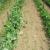 Sugar snap and shelling peas will be ready in June.